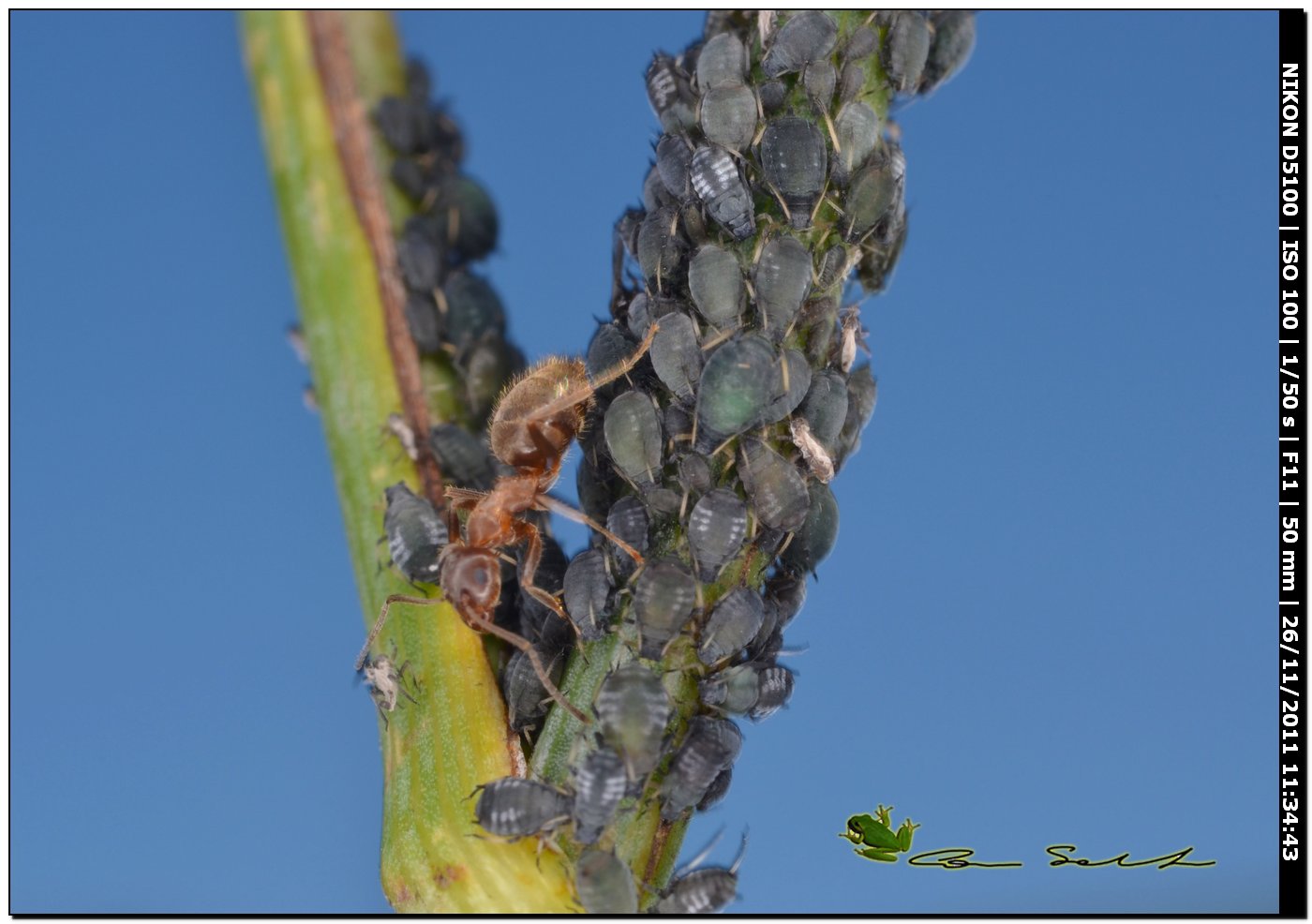 Afidi con formiche Lasius sp.