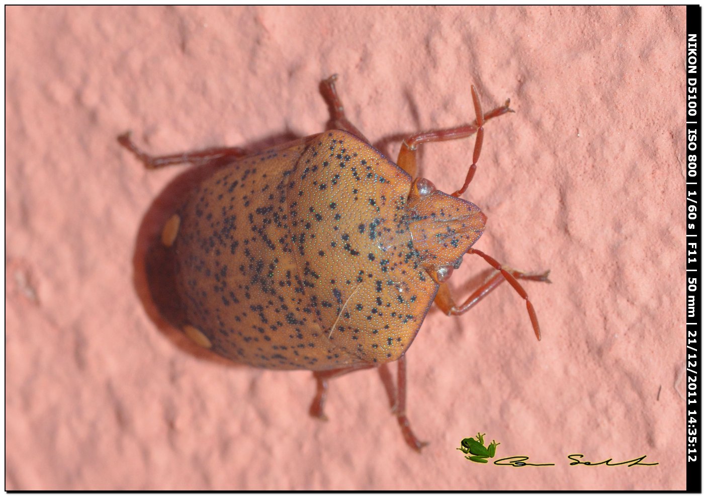 Scutelleridae: Solenosthedium bilunatum della Sardegna (SS)