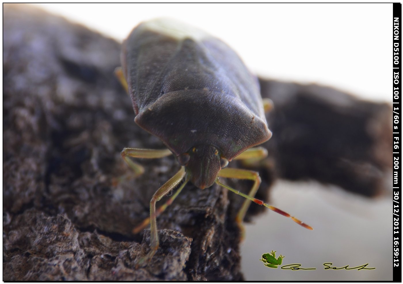 Pentatomidae: Nezara viridula 