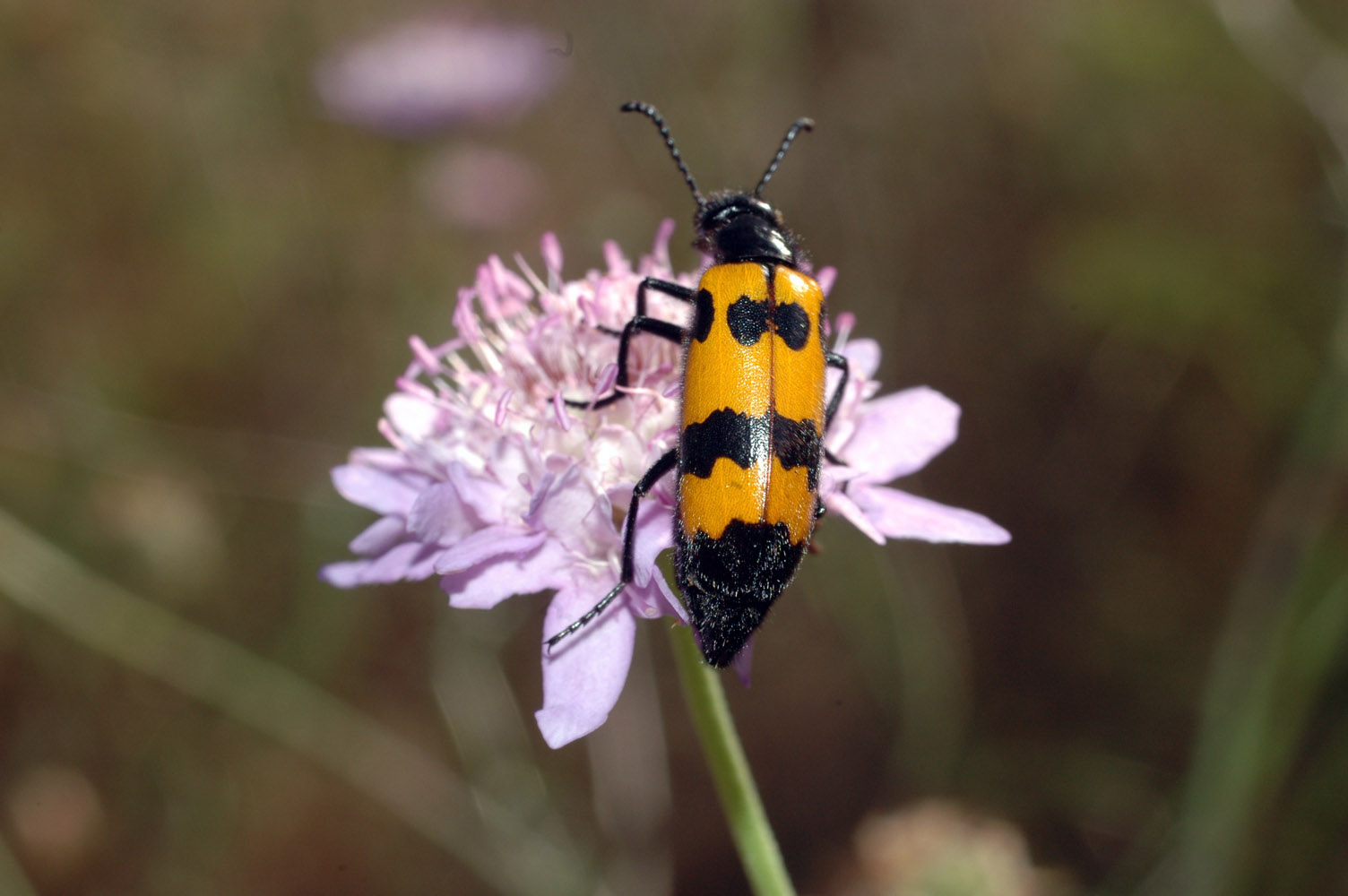 Miscellanea insetti vari