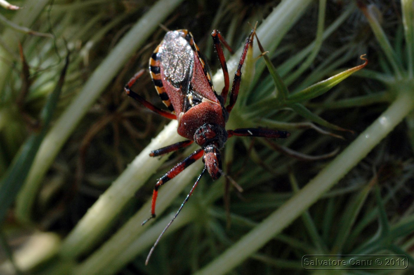 Reduvidae:Rhynocoris erythropus di Usini (SS)