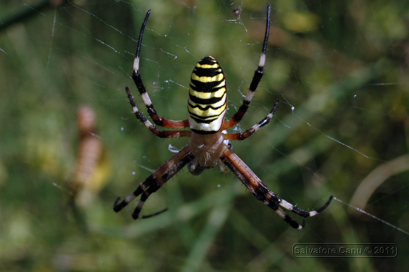 Argiope bruennichi