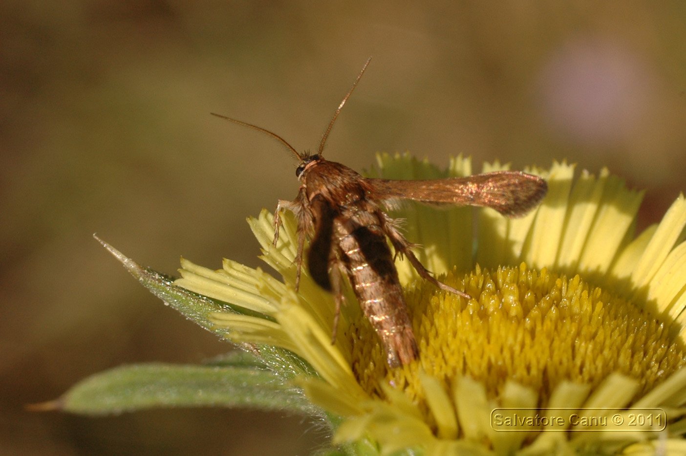 Sesiidae specie Tinthia tineiformis