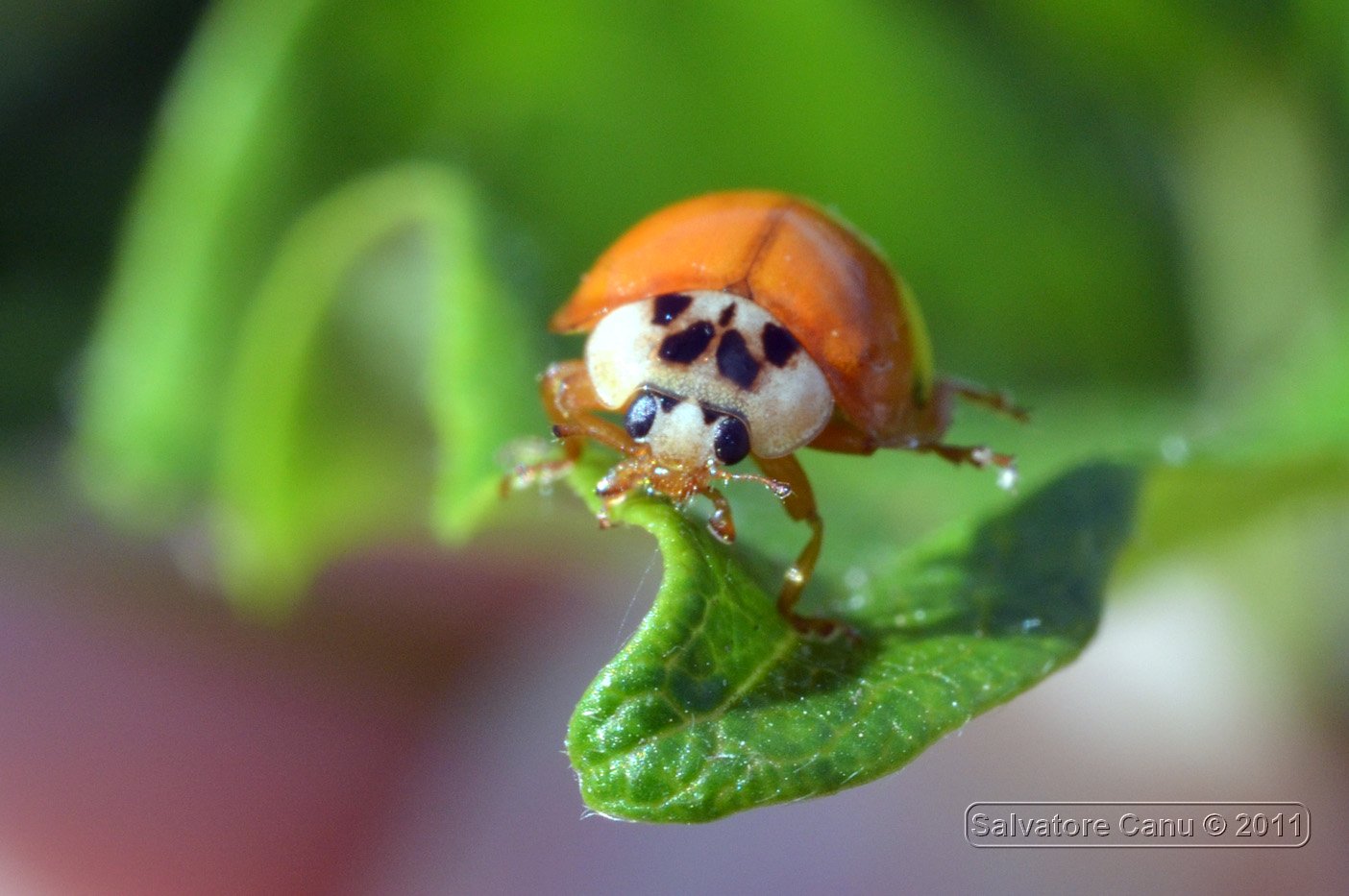 Harmonia axyridis