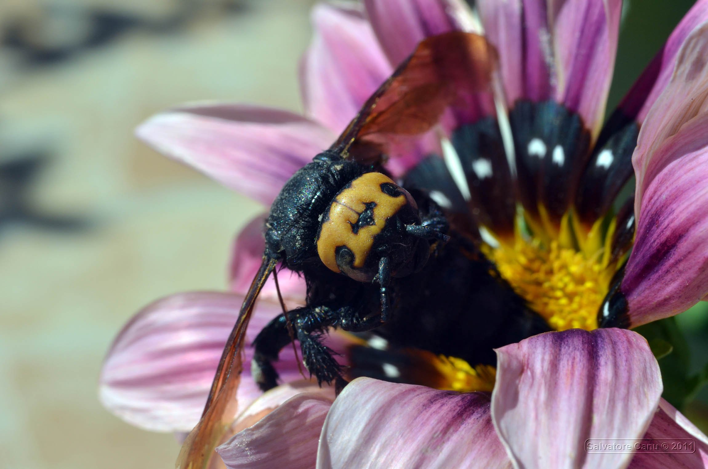 Megascolia maculata flavifrons