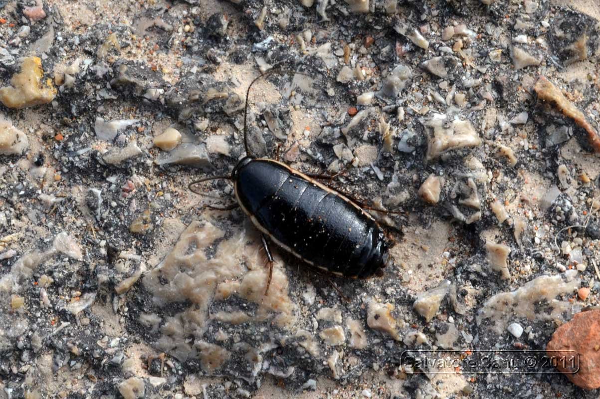 Loboptera decipiens (Germar, 1817)