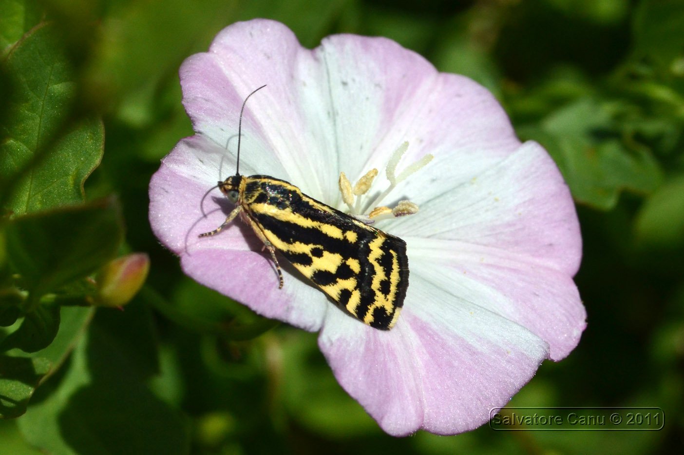 Acontia trabealis da confermare