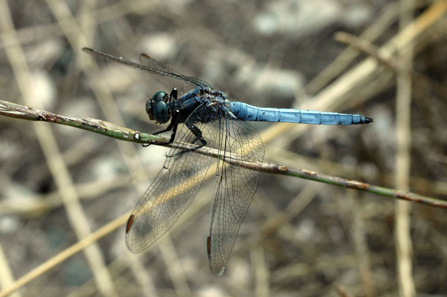 Libellula depressa??