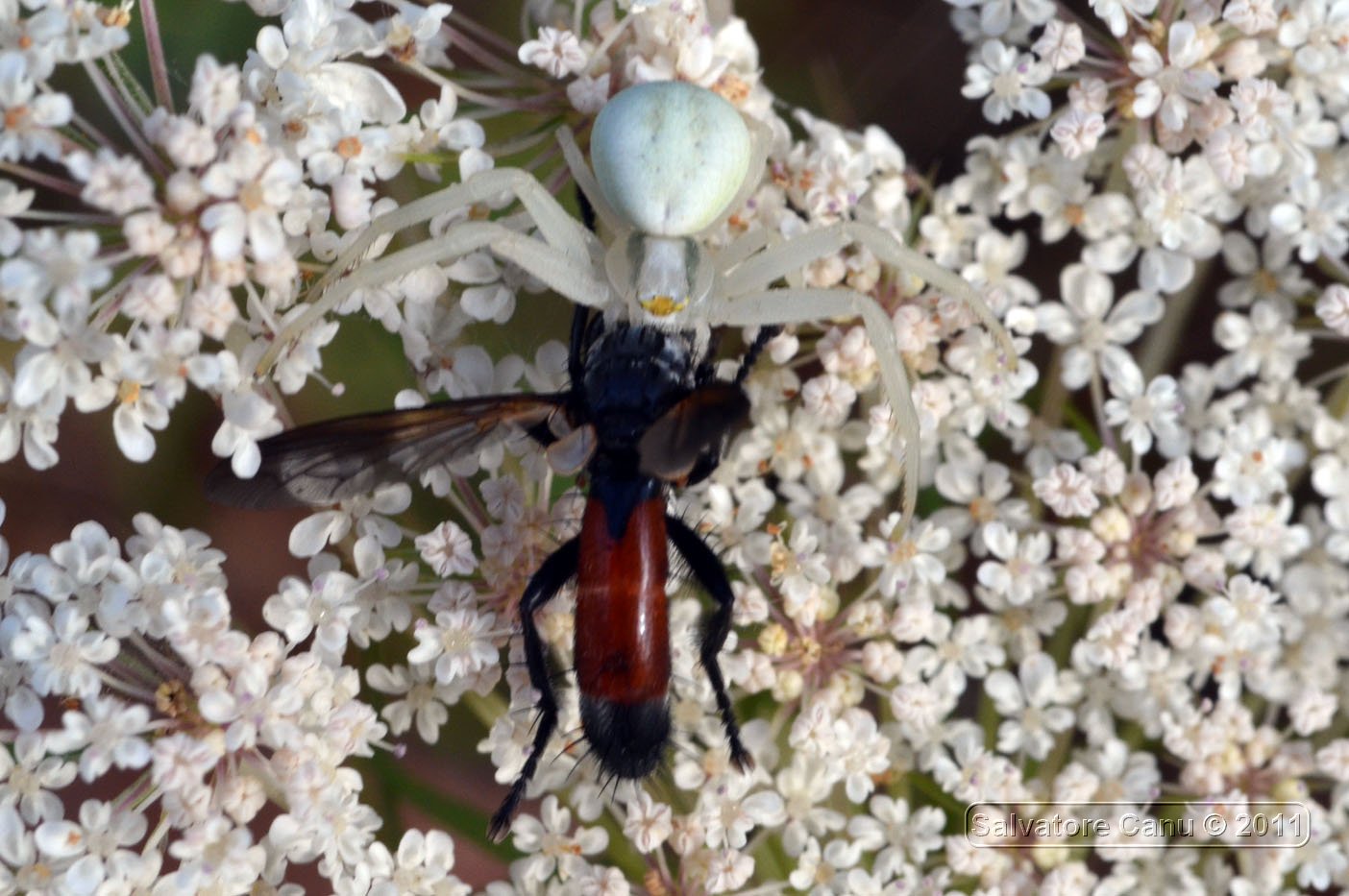 Misumena vatia