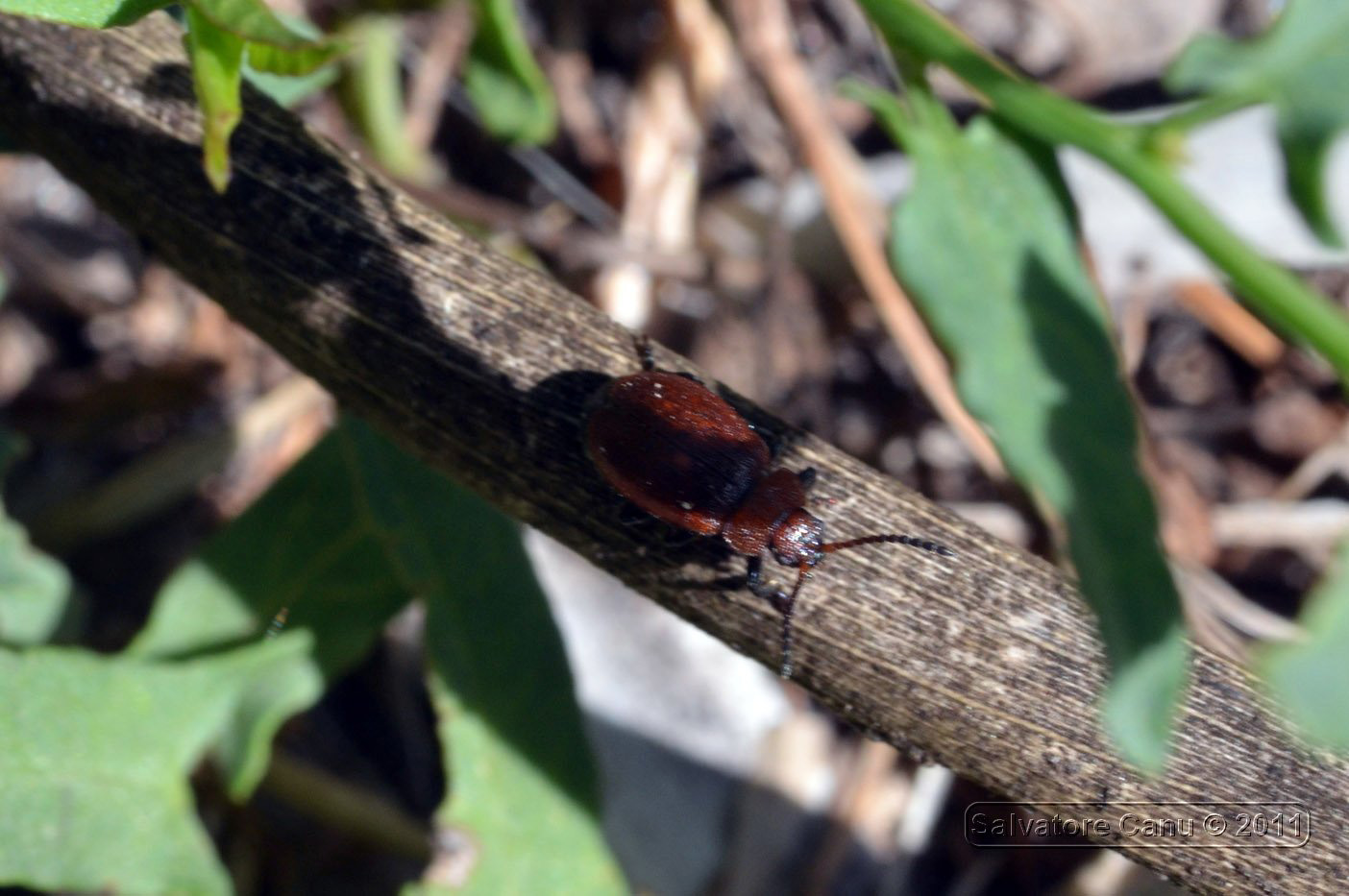 Galeruca (Emarhopa) rufa