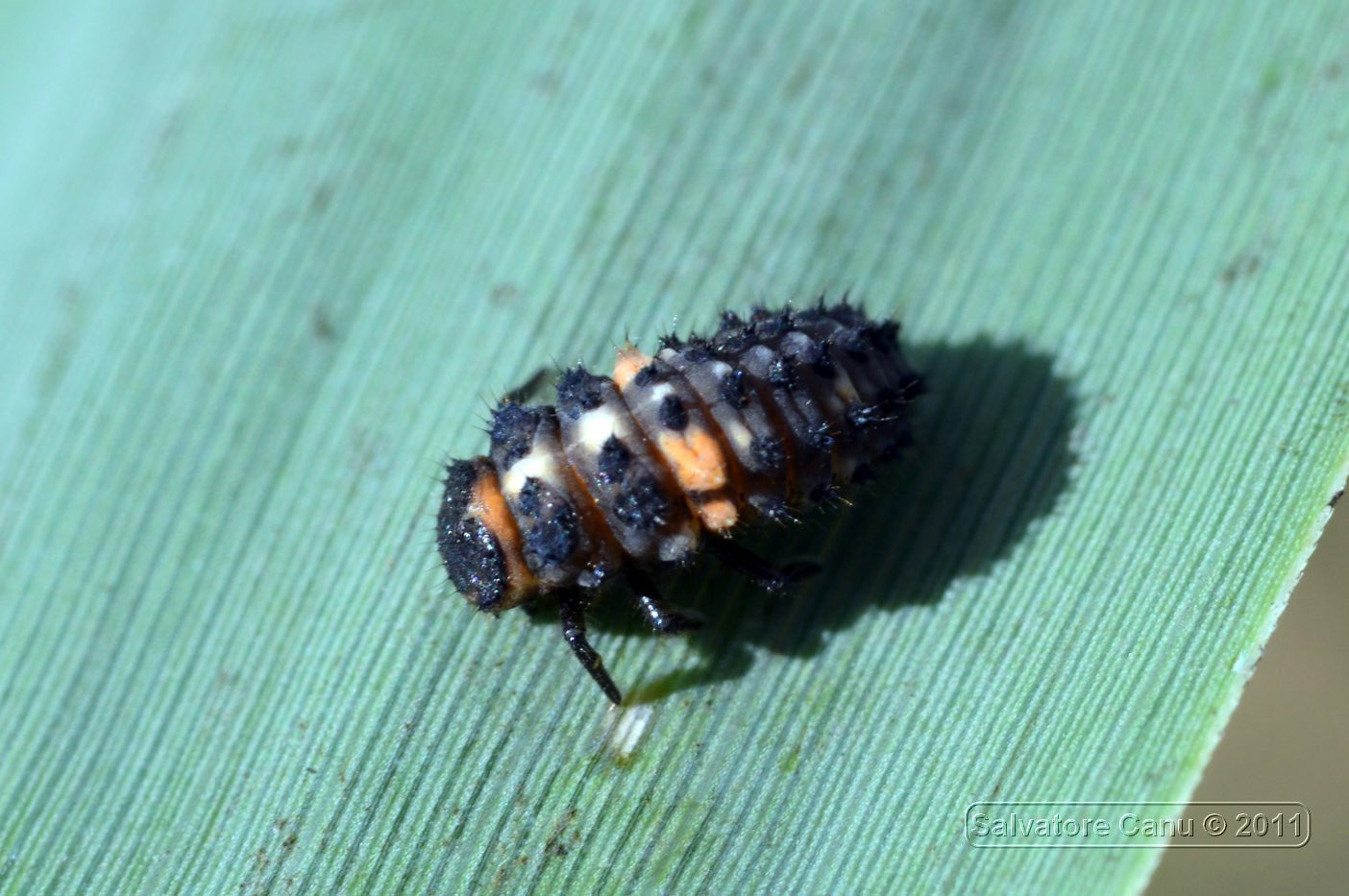 Larva di coccinella