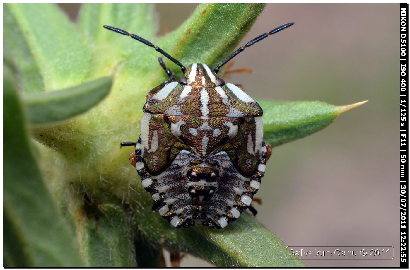 Heteroptera: ninfa di Carpocoris cf. mediterraneus (SS)