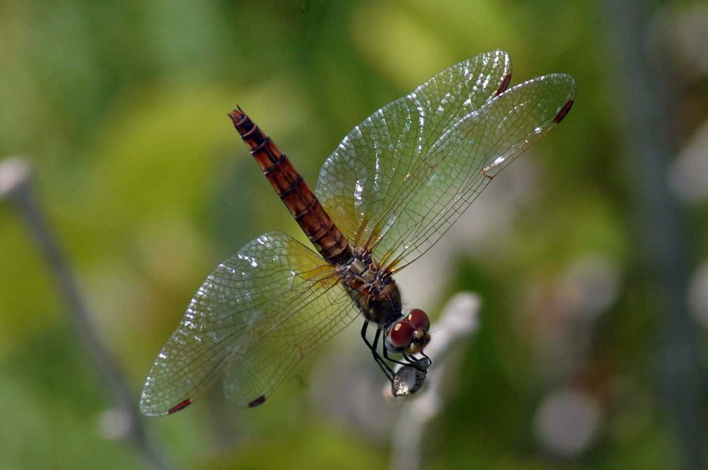 ID libellula