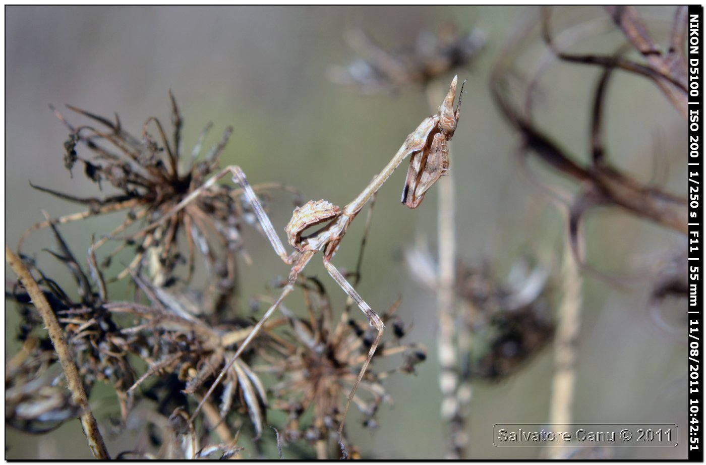 Ninfa di Empusa pennata