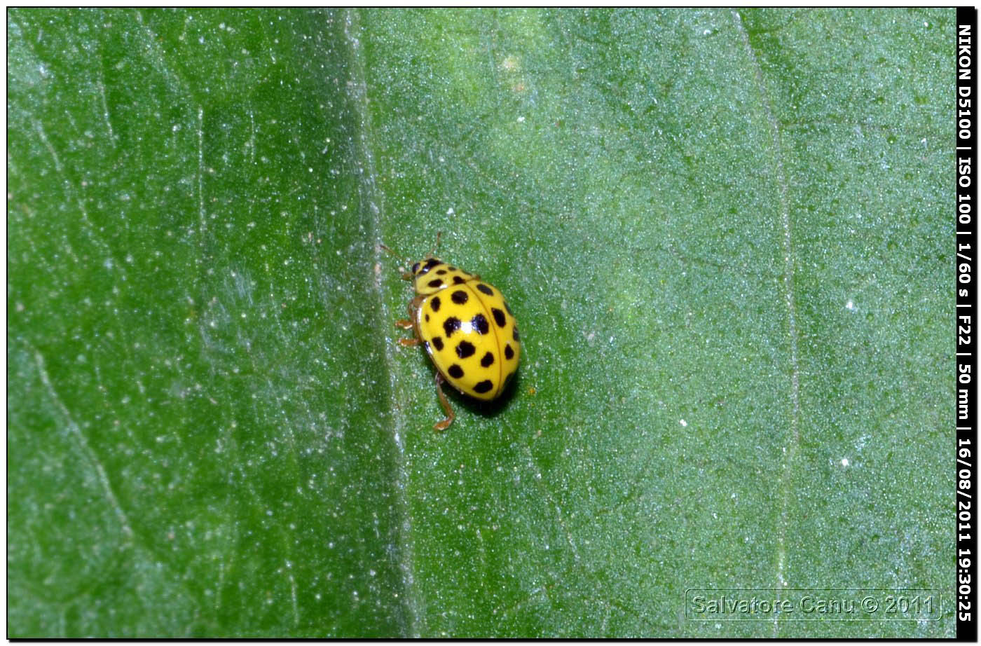 Psyllobora vigintiduopunctata ♂♀