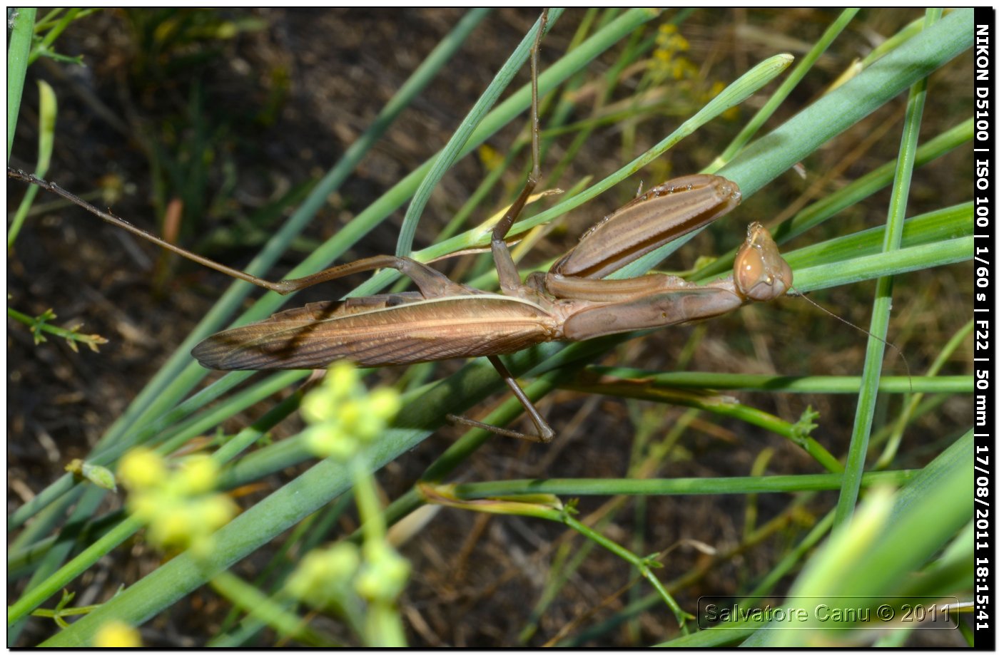 Mantis religiosa oltre 6 cm