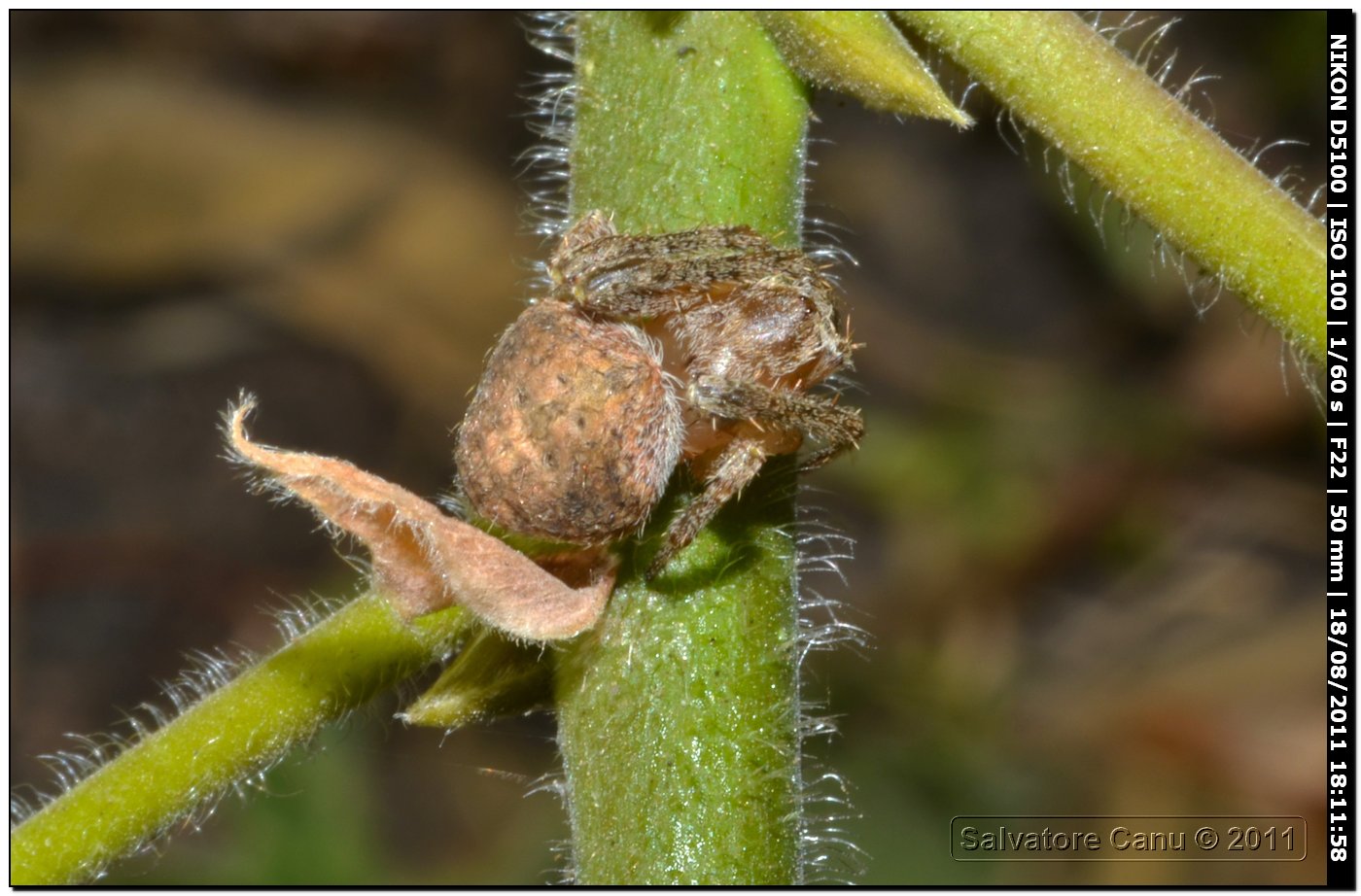 Araneus sp. o Neoscona subfusca