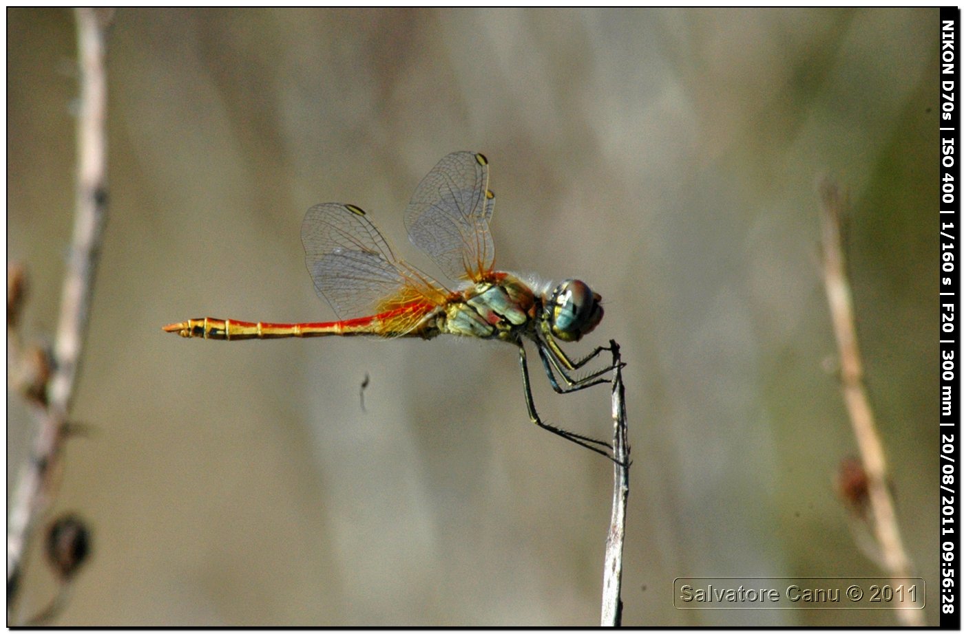 Sympetrum?? quale?