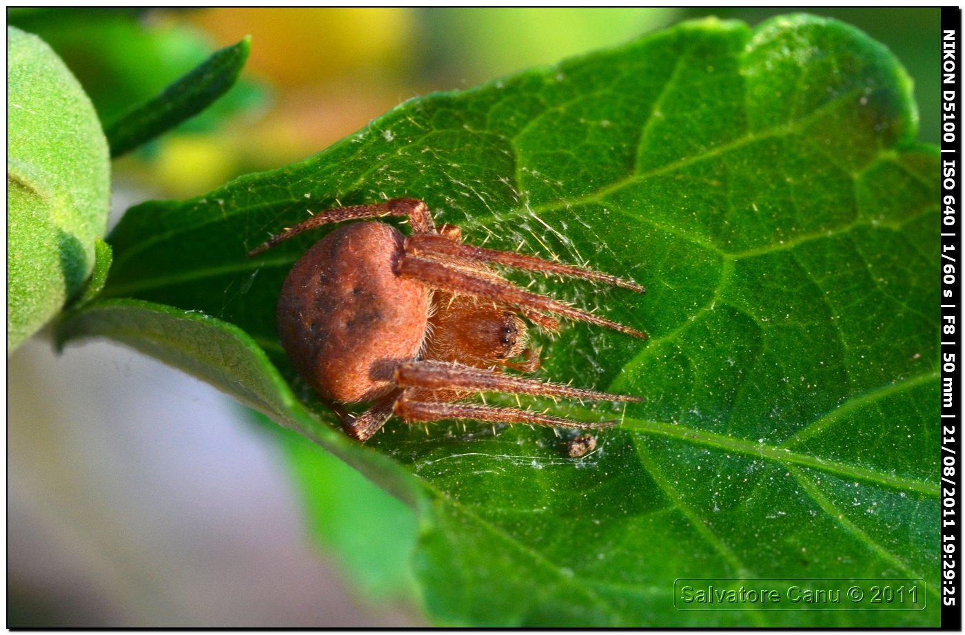 Araneus sp.