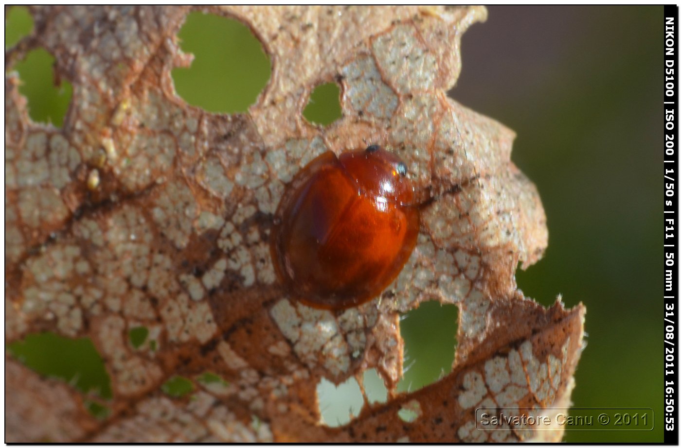 Brumus quadripustulatus?