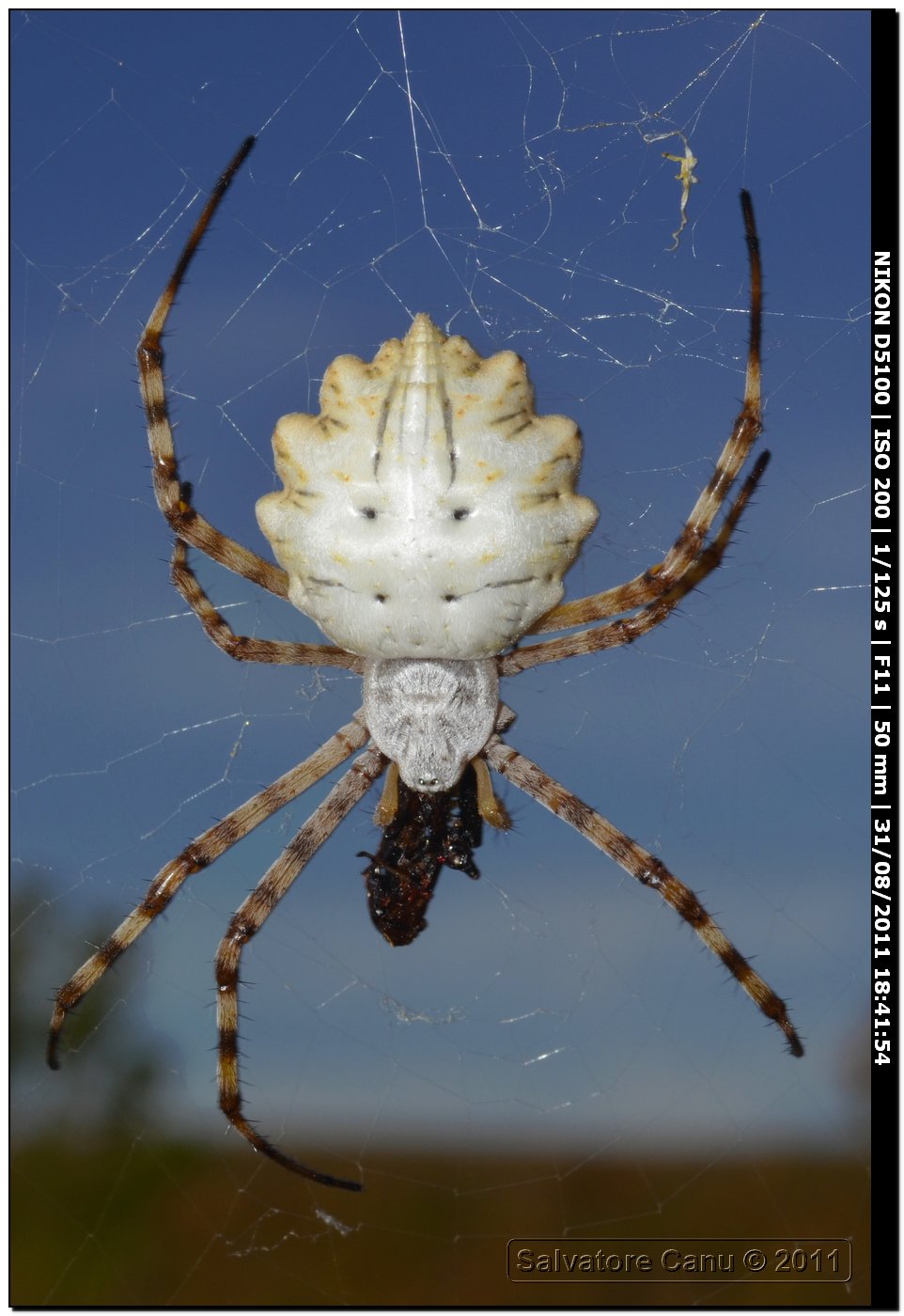 Argiope lobata