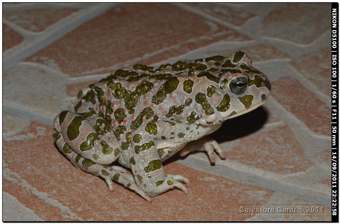 Bufo viridis - oggi Bufotes balearicus (Sardegna)