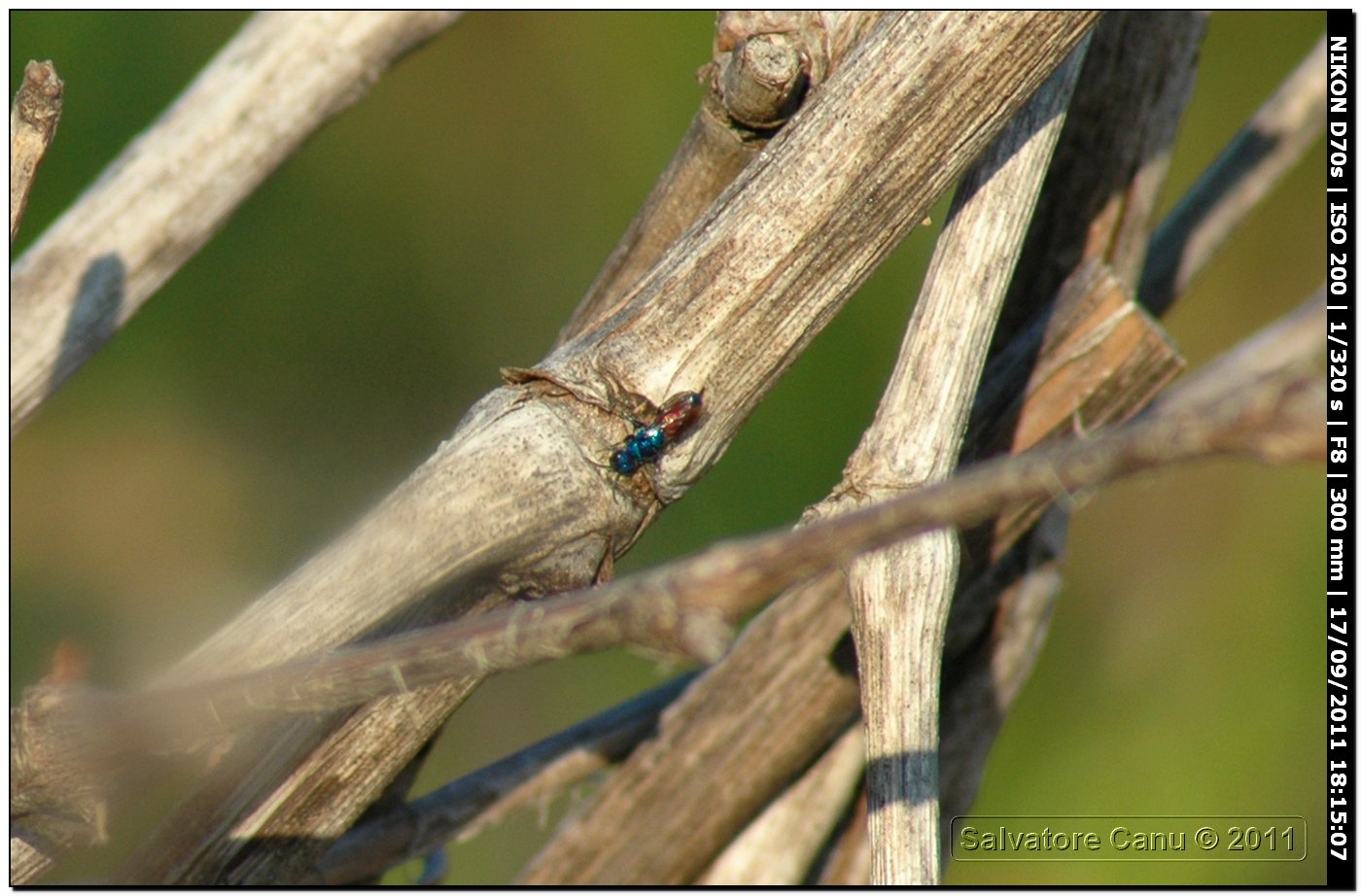 Chrysididae?