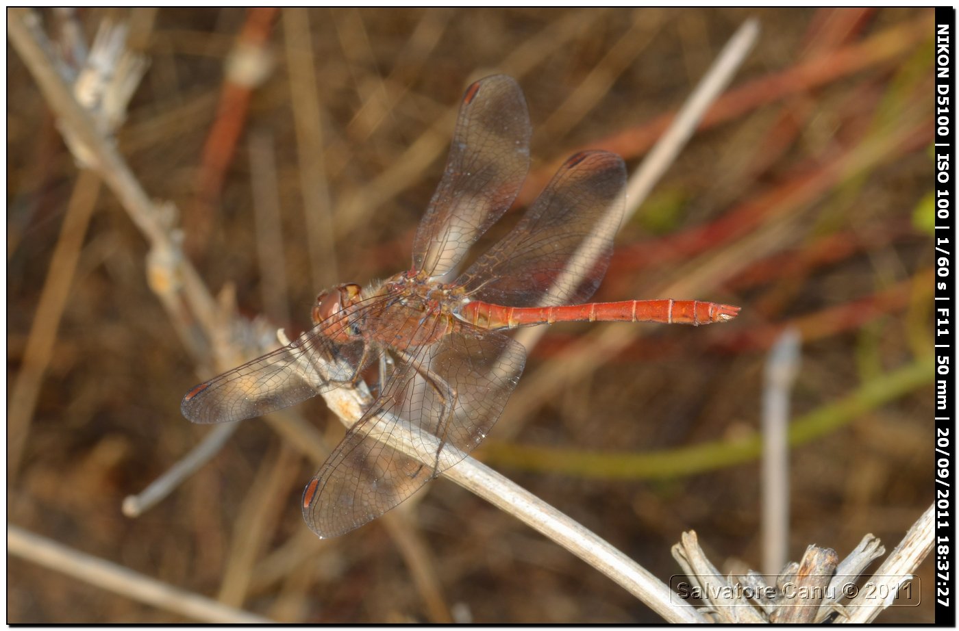 Sympetrum vulgatum ♂