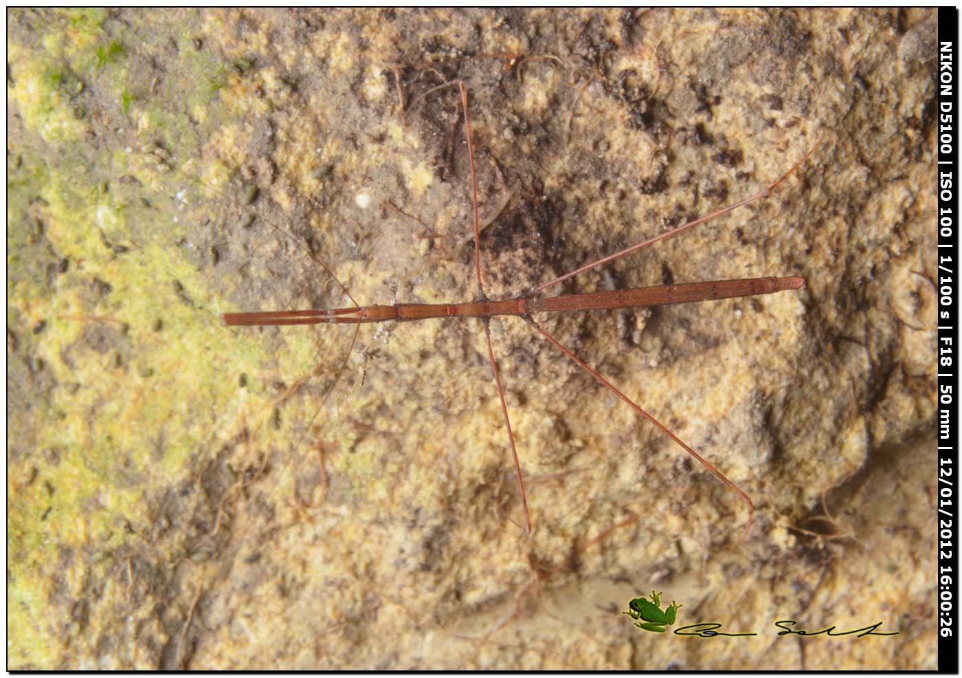 eterottero Reduviidae Emisinae della Sardegna