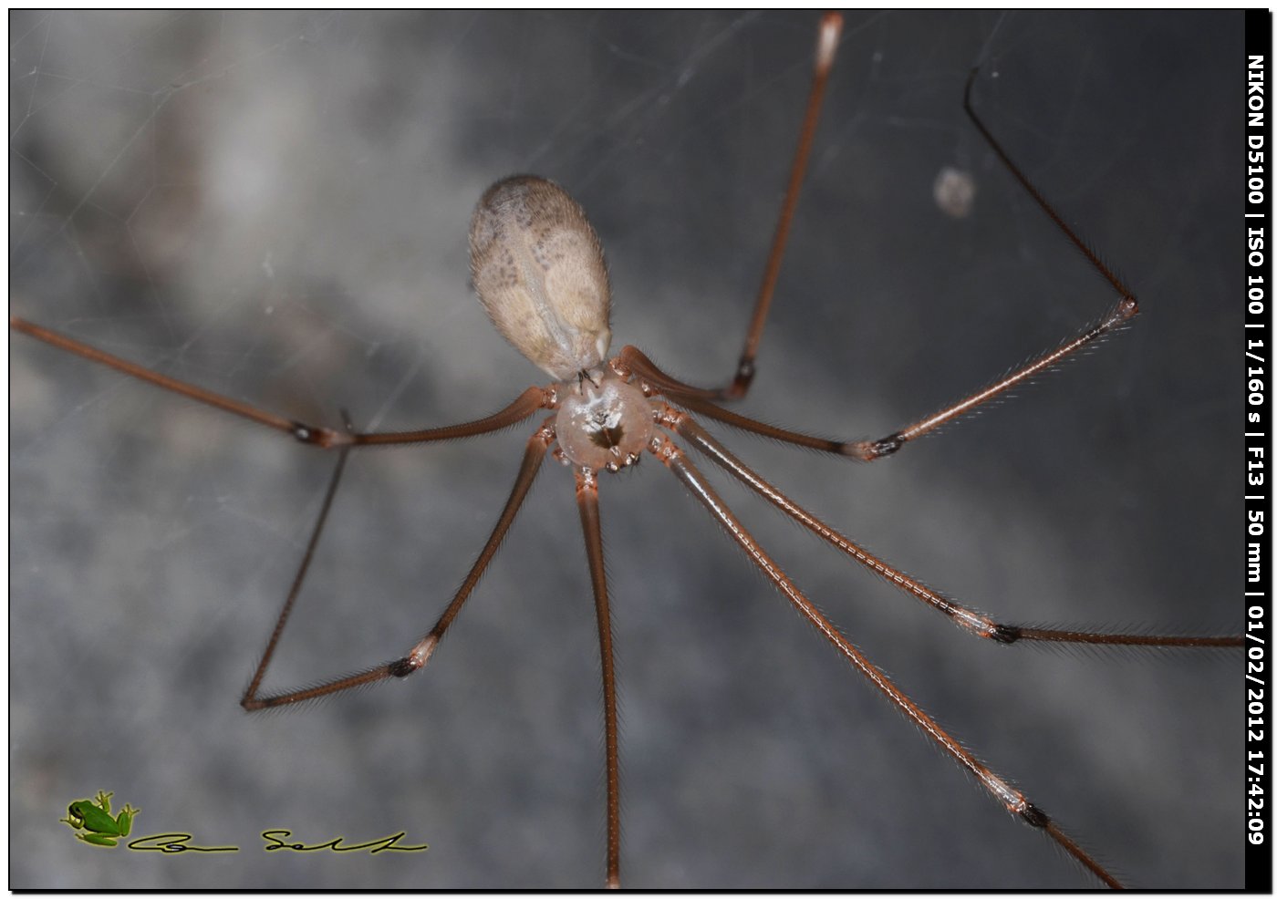 Pholcus phalangioides