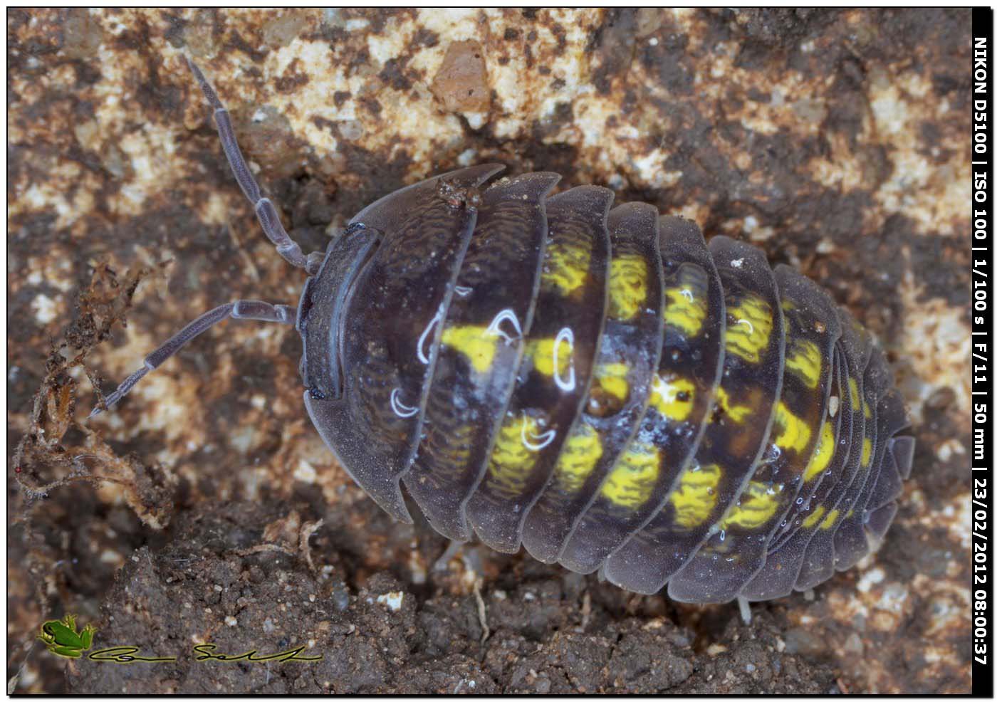 Armadillidium granulatum