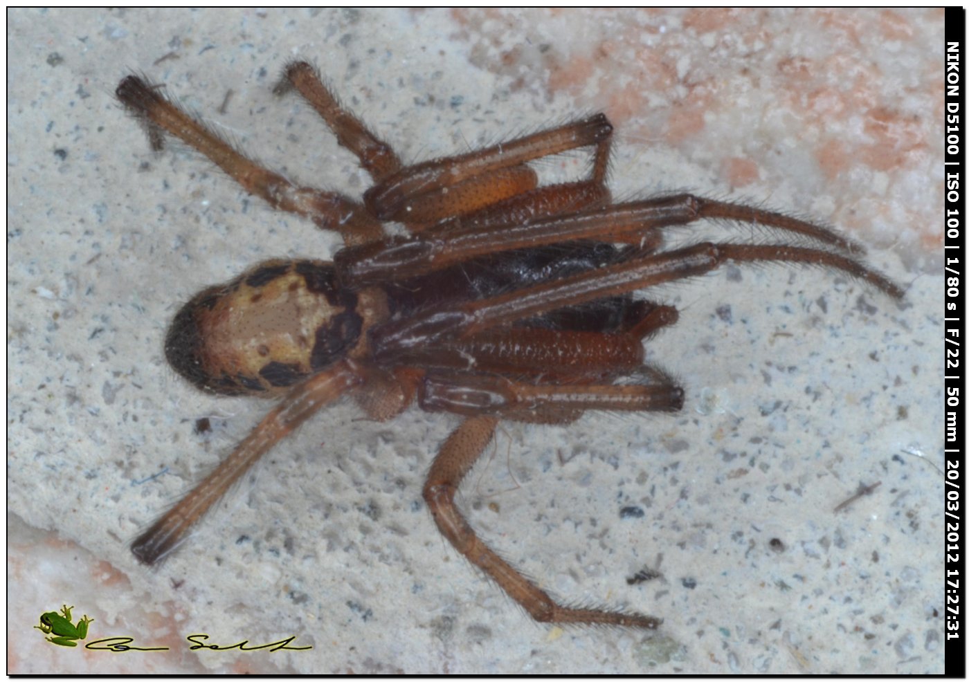 Steatoda nobilis da Usini