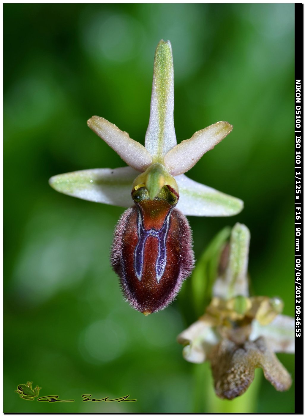 Ophrys sphegodes subsp. praecox