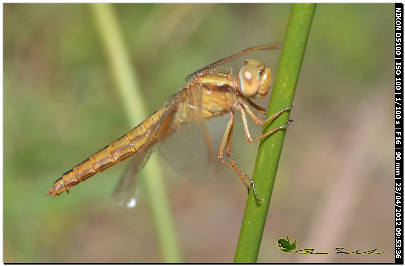 Crocothemis erythraea?