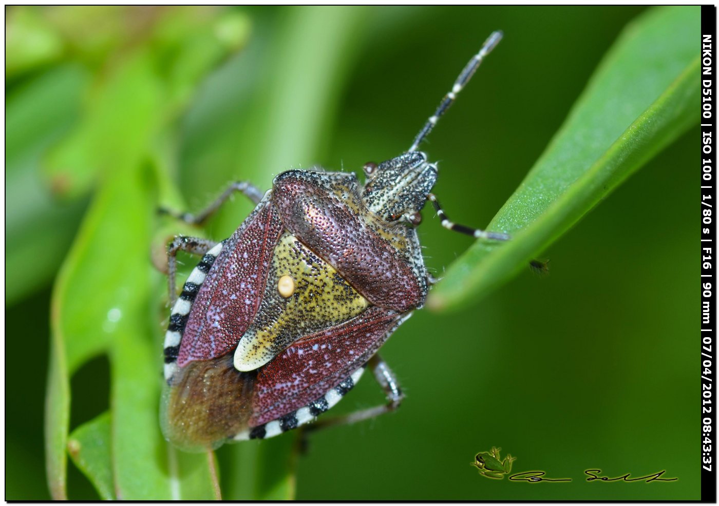 Pentatomidae:Dolycoris baccarum ( D.numidicus?) di Sardegna