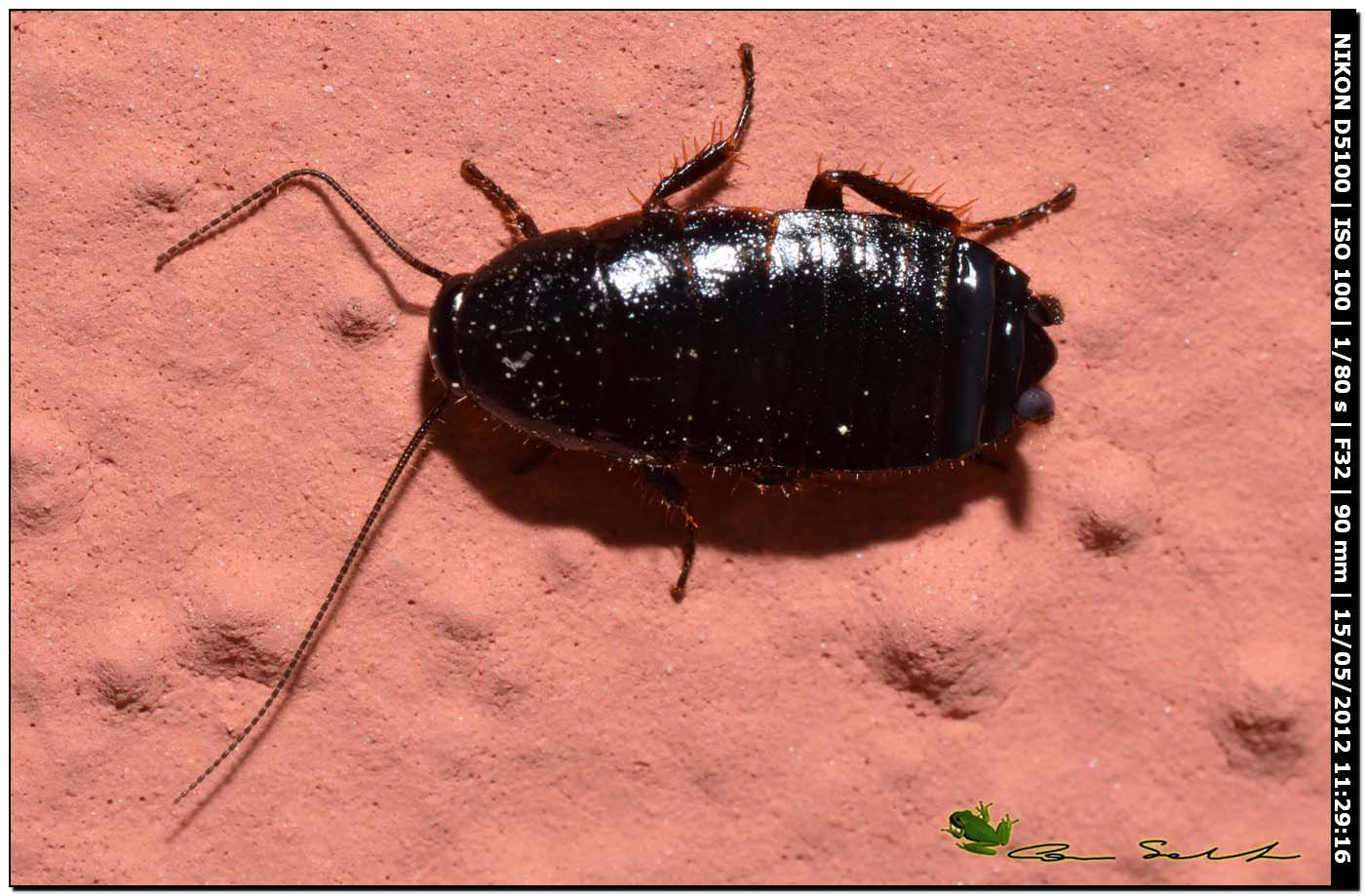 Loboptera decipiens (Germar, 1817)