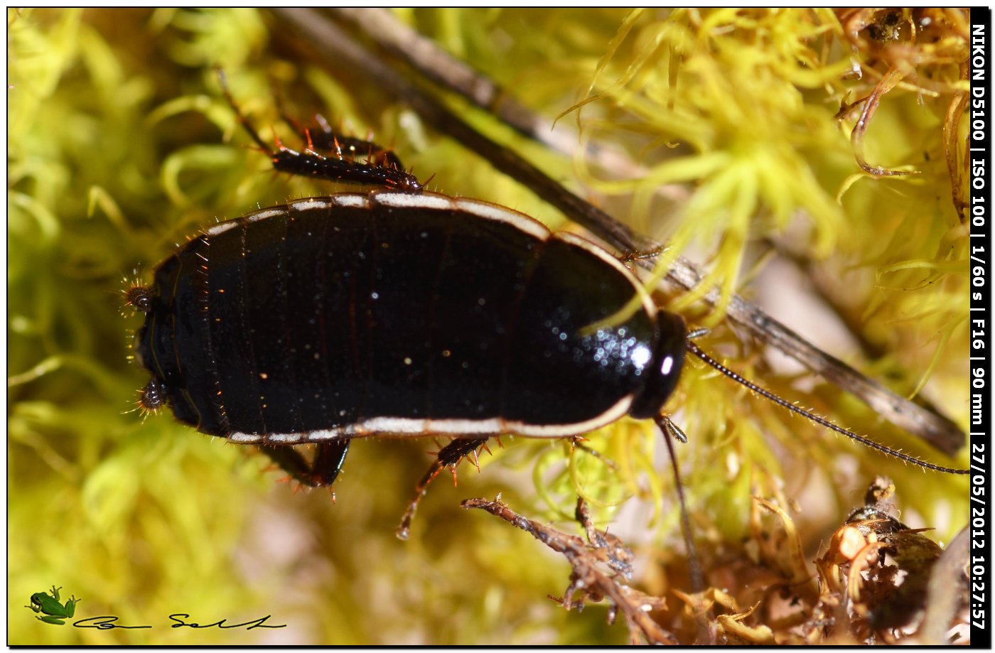 Loboptera decipiens (Germar, 1817)