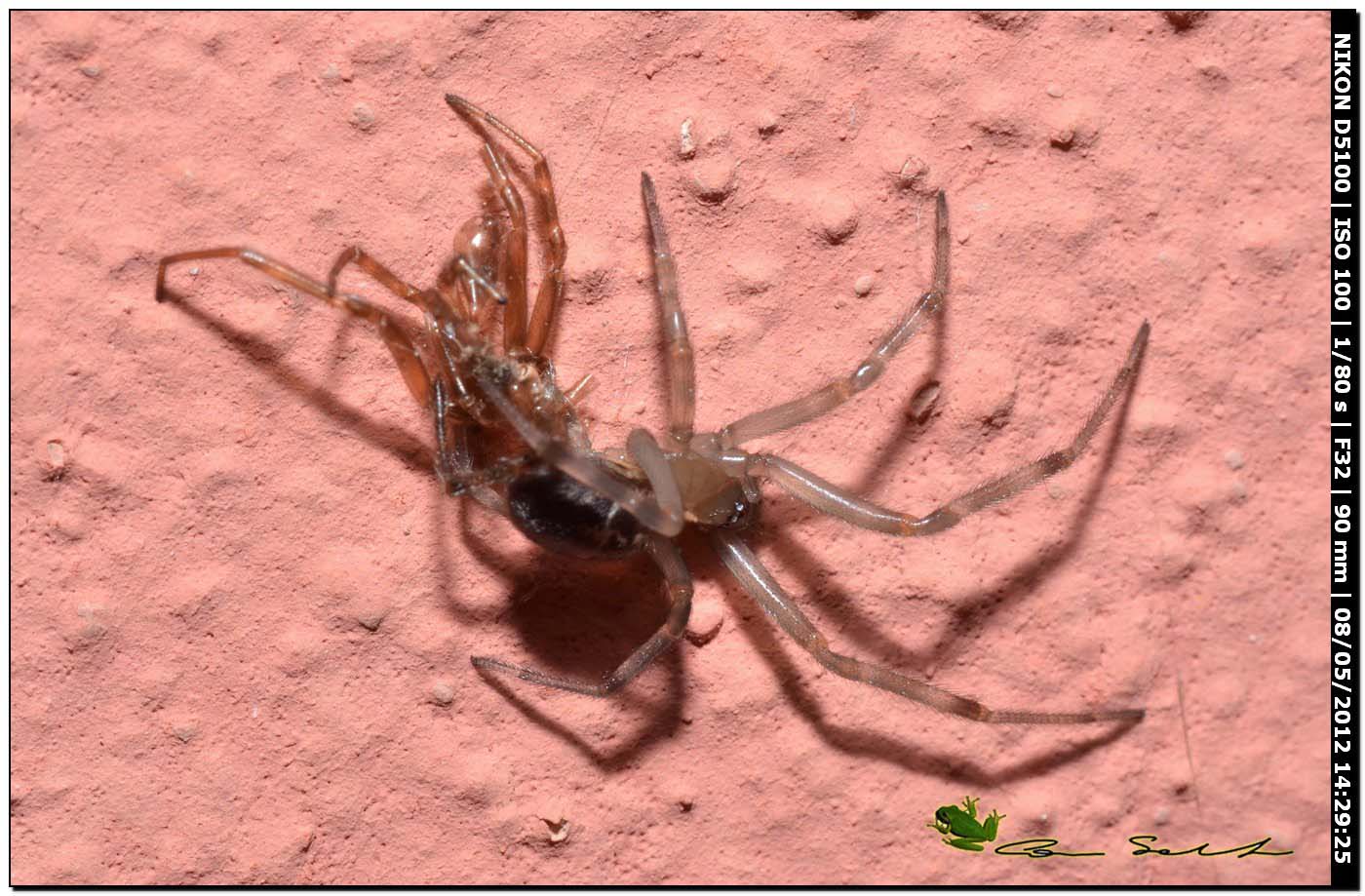 Steatoda nobilis fresca di muta