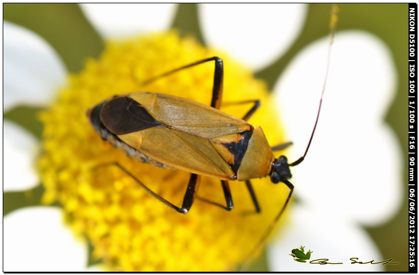 Miridae: Calocoris nemoralis f. pallida