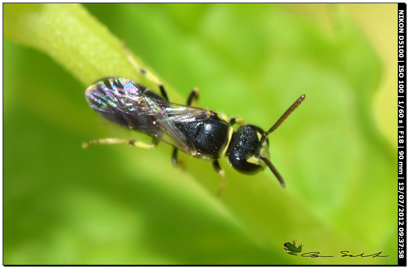 Hylaeus sp.?