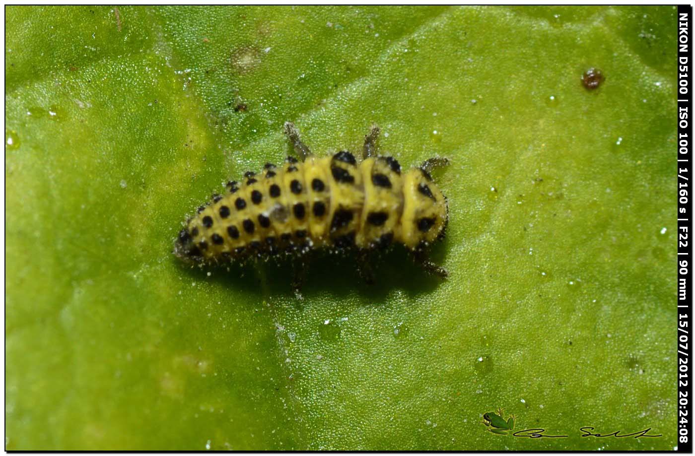 Psyllobora vigintiduopunctata, larva