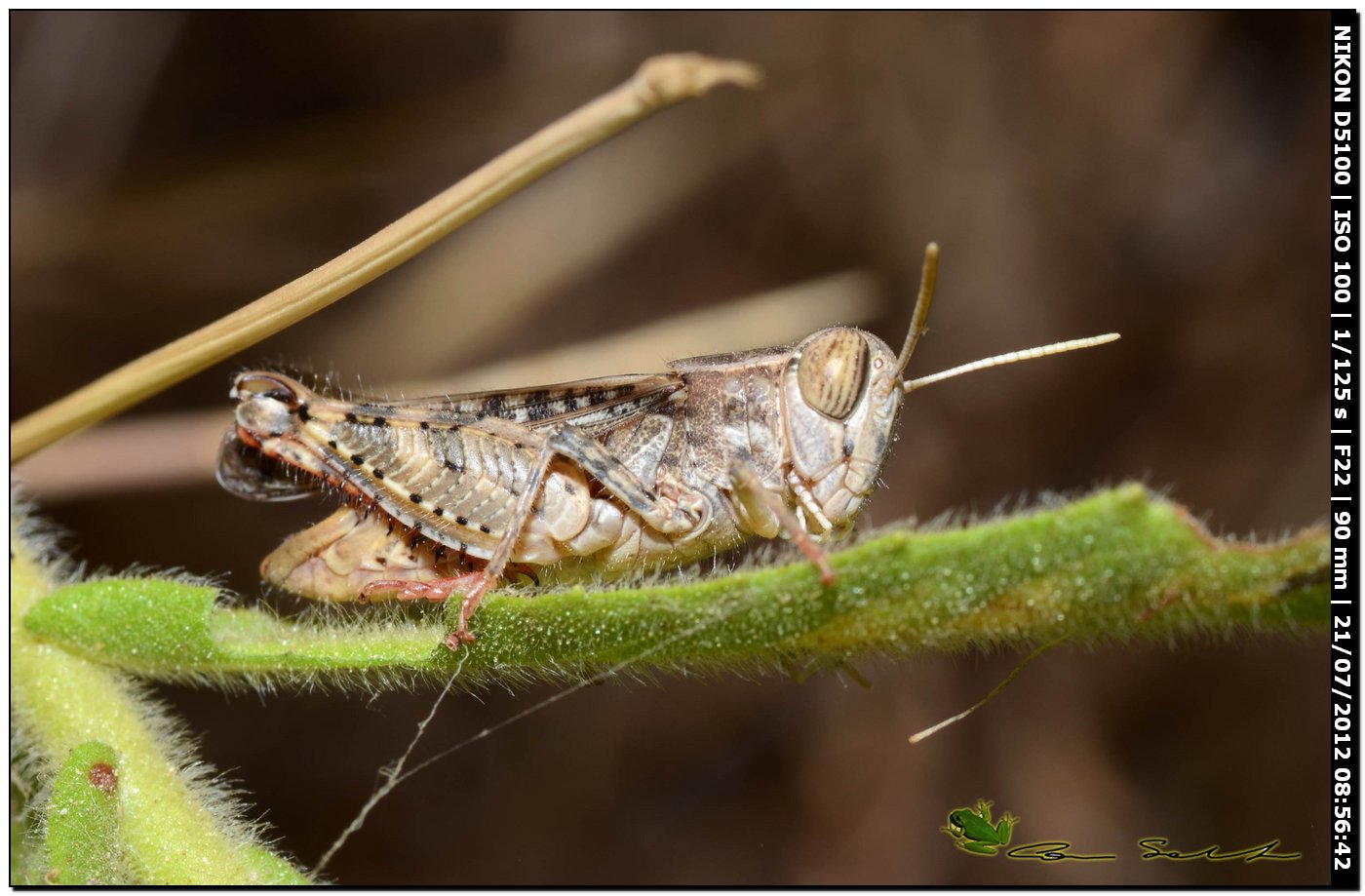 maschio di Calliptamus sp.