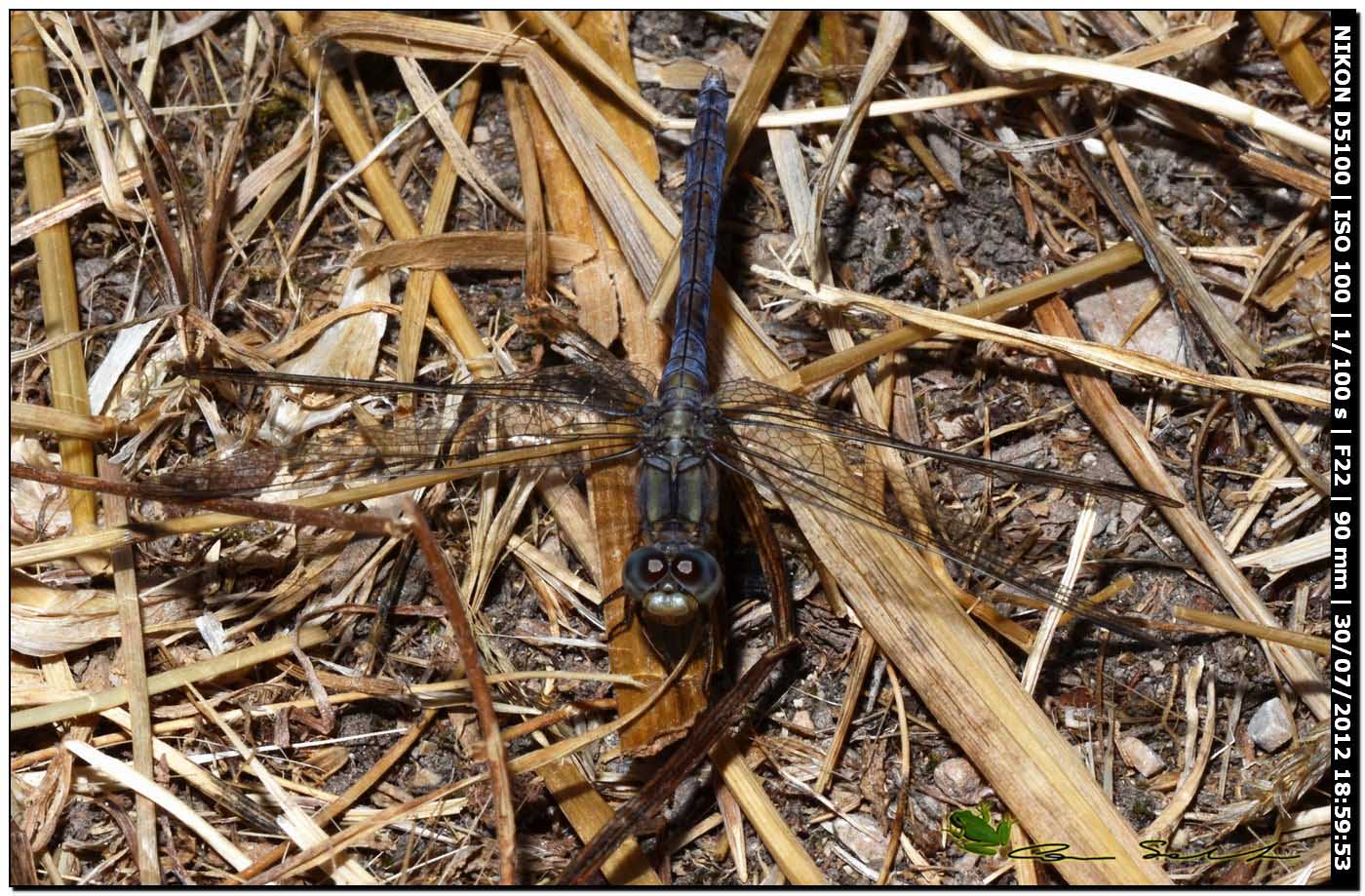 Strano Orthetrum