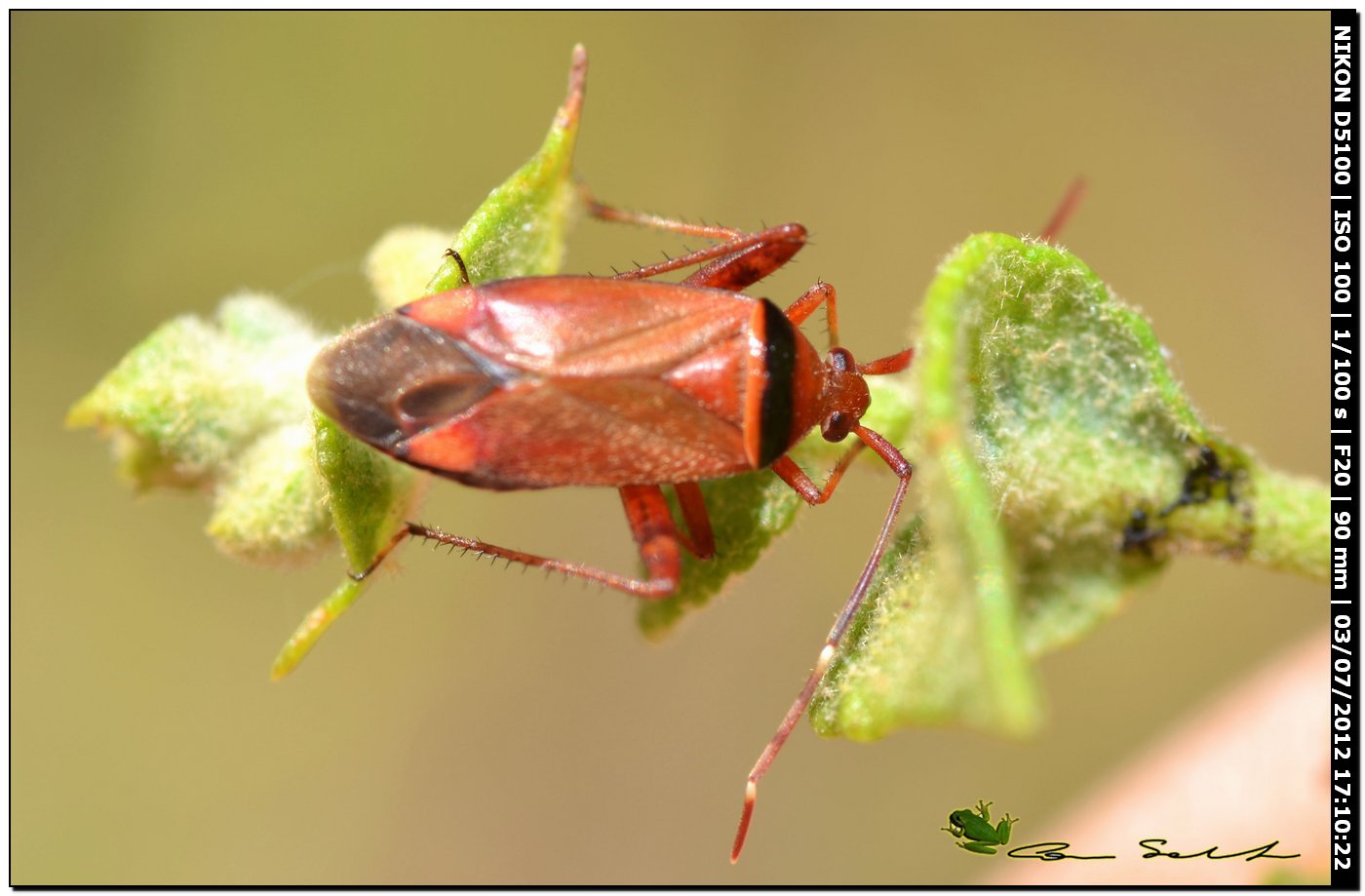 Adelphocoris vandalicus, Miridae