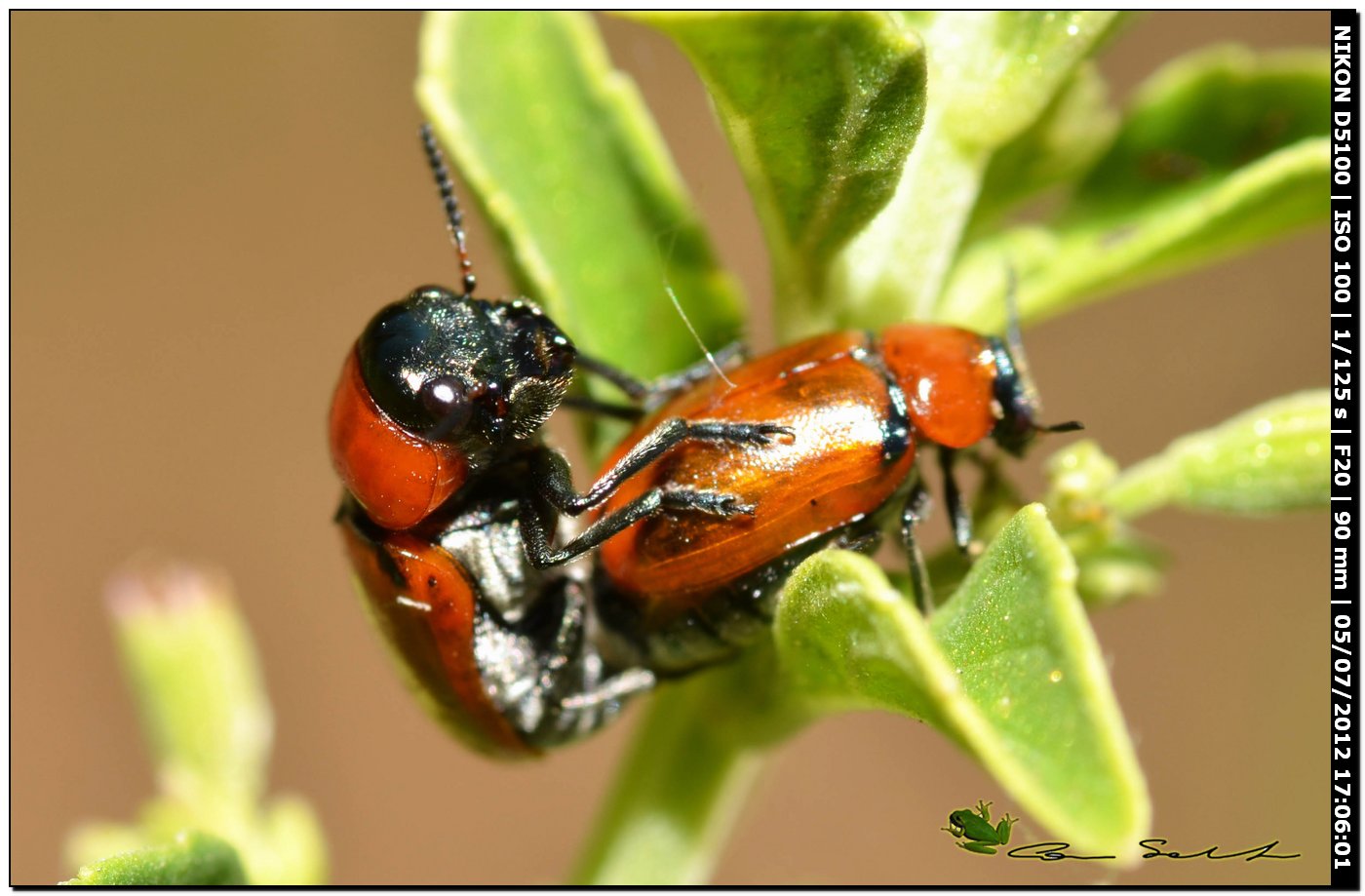 Chrysomelidae? - s, Coptocephala raffrayi