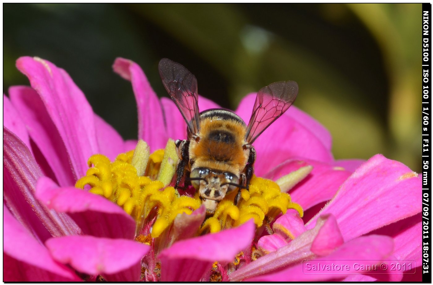 Amegilla cf. magnilabris (Apidae Anthophorinae)