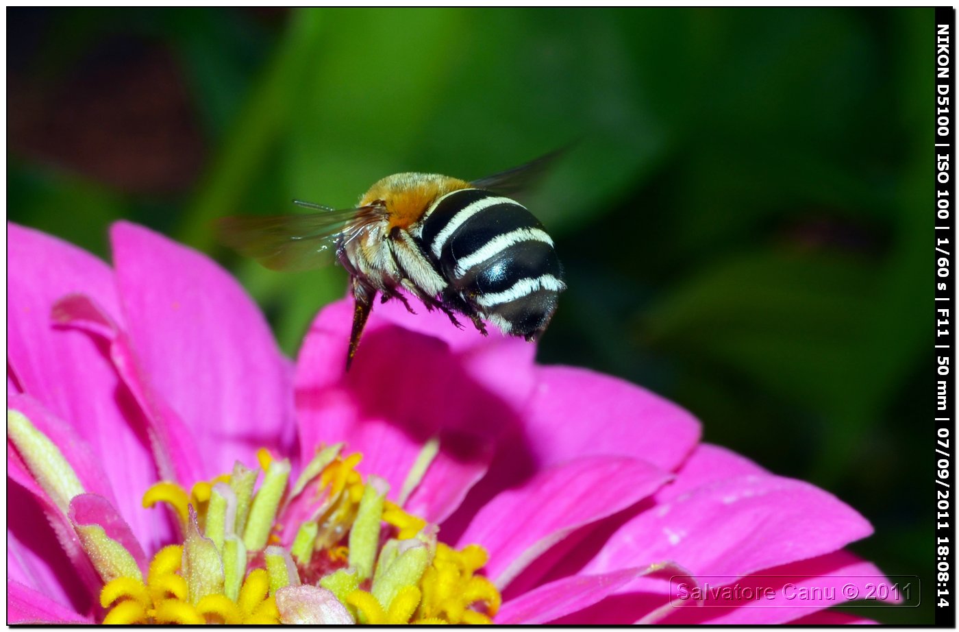 Amegilla cf. magnilabris (Apidae Anthophorinae)