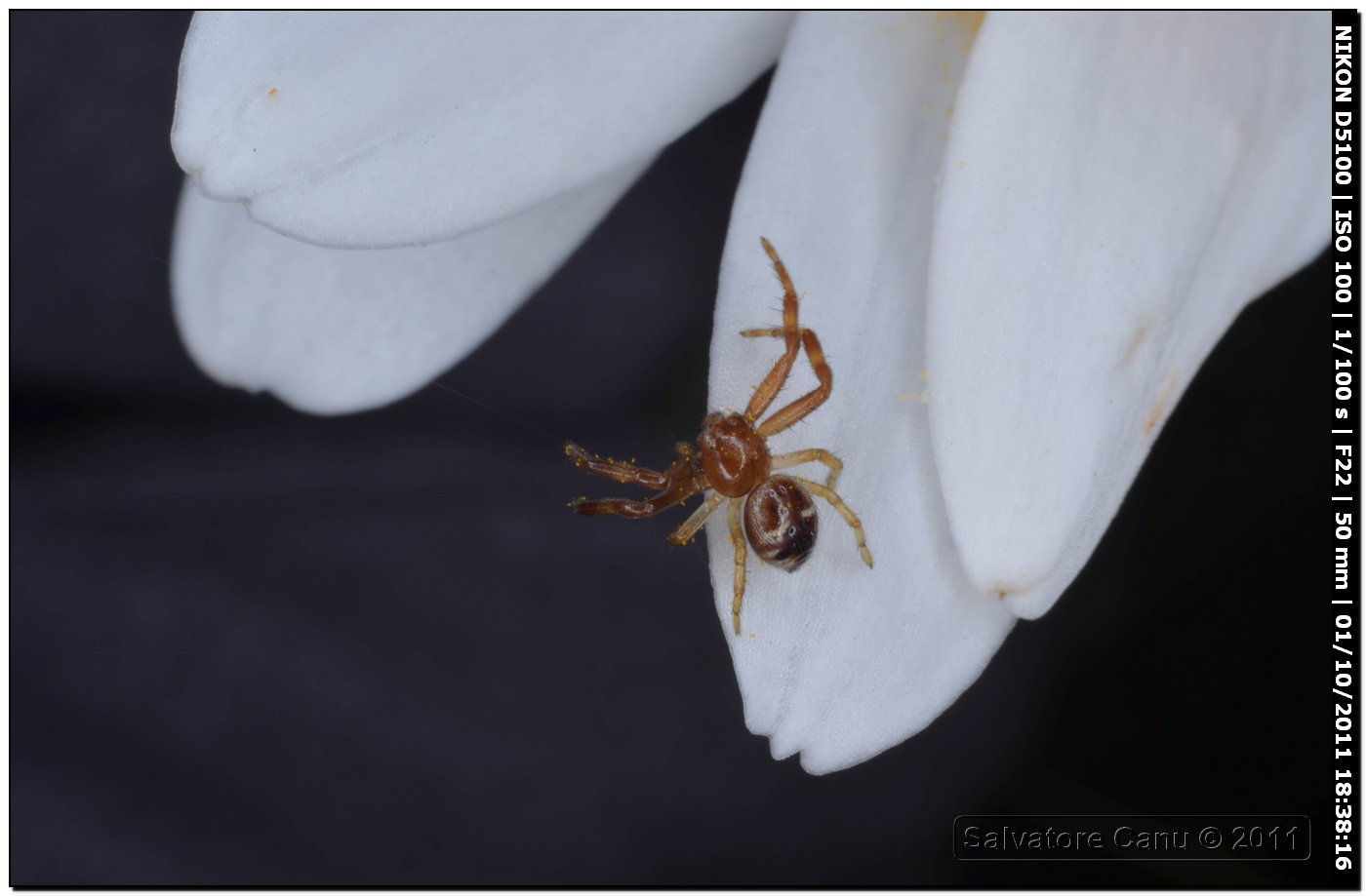 Synema globosum