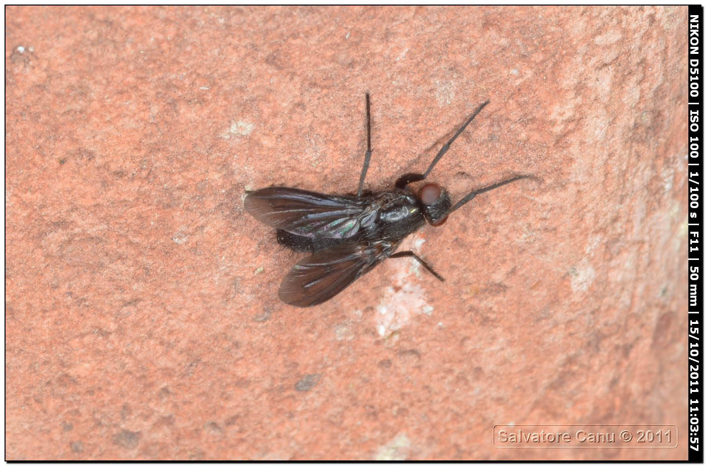 Rhinophoridae: Melanophora roralis