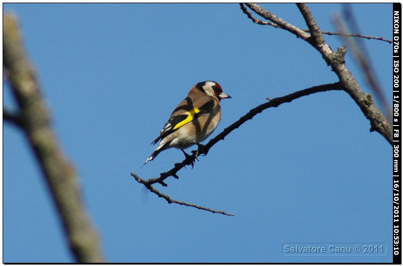 Cardellino ♂ ♀